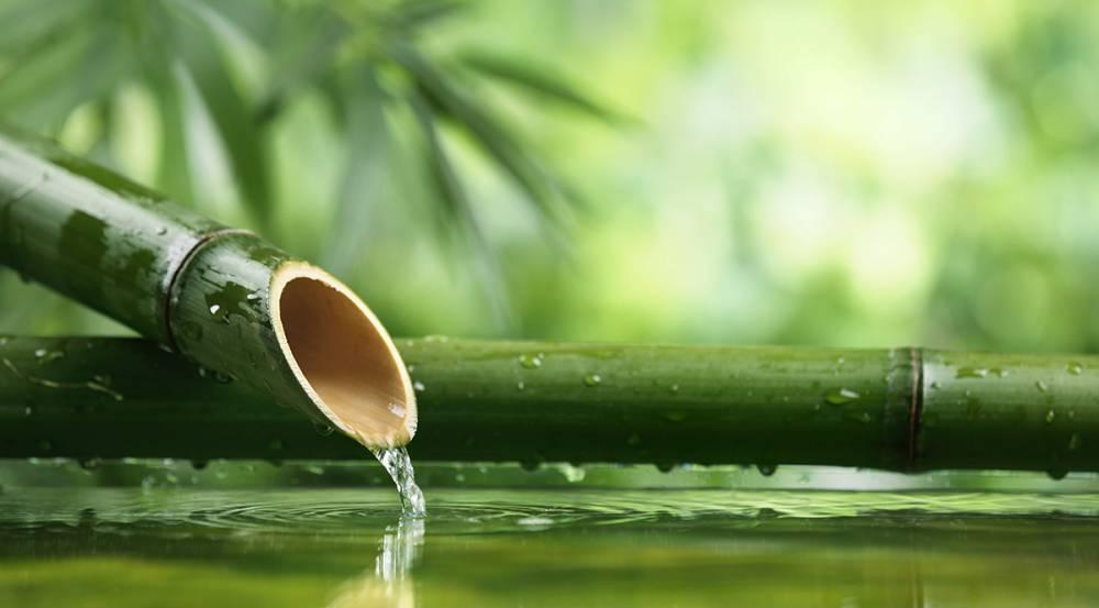 bamboo-vert