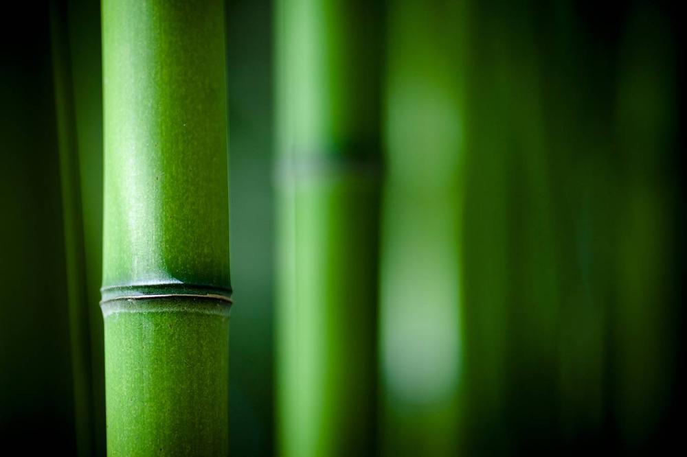 bambou-vert